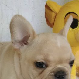 French Bulldogs from Frenchables