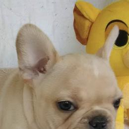 French Bulldogs from Frenchables