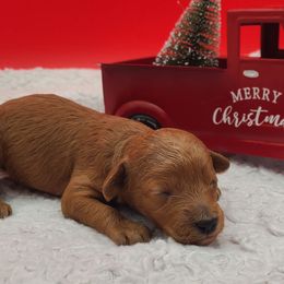 Snowball - Red  male Poodle puppy in Kannapolis, North Carolina from Carolina Great Danes & Toy Poodles
