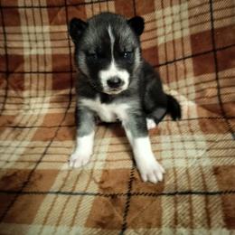 AKC Lilly - Agouti and white female Siberian Husky puppy in Cedarville, Ohio from Evereve Kennels