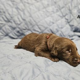 Labrador Retriever Puppies from Hicks Family Homestead