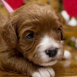 Cavapoo puppies from McCloud’s Poodles & Doodles