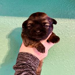 Athena - Gold and white female Shih Tzu puppy in Stroud, Oklahoma from Laik’s Little Shihtz & Poms