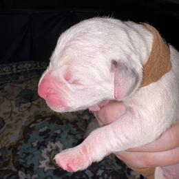 Arson - White and black male Dalmatian puppy in Des Moines, Iowa from Spot Splattered Dalmatians