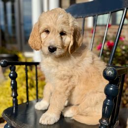Hoosier - Red male Pyredoodle puppy in Bowling Green, Ohio from FDF Pyredoodles & Bernedoodles