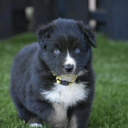 Sly - Black tri-color male Australian Shepherd puppy in Oak Hill, Florida from Swingin T Ranch LLC