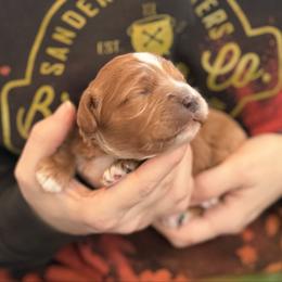 Odin - Red male Cavapoo puppy in Kalamazoo, Michigan from Sleeping Bear Kennels
