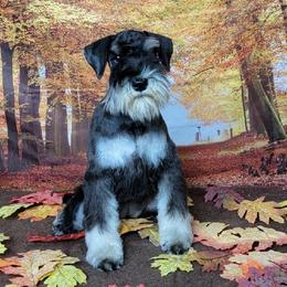 Grace - Miniature Schnauzer
