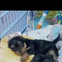 Yorkshire Terrier Puppies from Twilights Yorkies FL