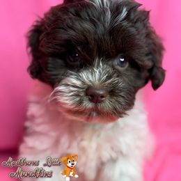 Scarlett - Brown female Schnoodle puppy in Pisgah, Alabama from Mashburns Little Munchkins