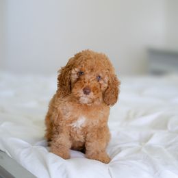 Apollo - Apricot male Poodle puppy in Fort Myers, Florida from Blossom Paws