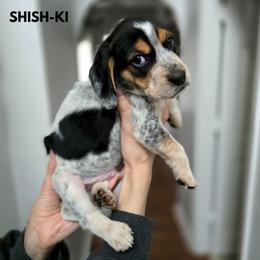 Shish-ki - Black tan and bluetick male Beagle puppy in Coraopolis, Pennsylvania from DeNard Beagles