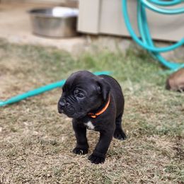 Cane Corso Puppies from Rosalez Kennel