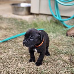 Cane Corso Puppies from Rosalez Kennel