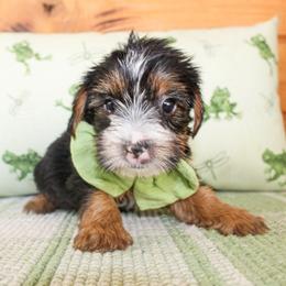 Teddy - Black and tan male Yorkshire Terrier puppy in Hugo, Oklahoma from Ann R.