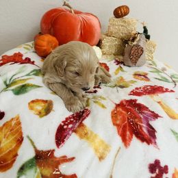 Goldendoodle Puppies from Cooper Goldendoodle