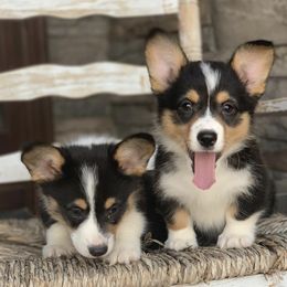 Pembroke Welsh Corgis from Nuna’s  Corgis