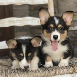 Pembroke Welsh Corgis from Nuna’s  Corgis