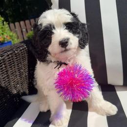 JoJo - Phantom female Bernedoodle puppy in Sherman, Illinois from Shirl Doodle Life