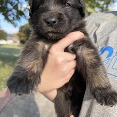 Boy 3 (Banks) - Reddish brown male Leonberger puppy in Manchester, Tennessee from Bois D’Arc Leonbergers
