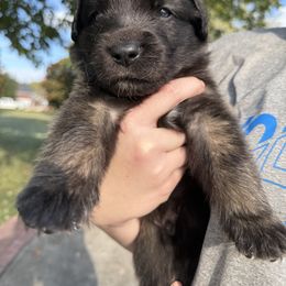 Boy 3 (Banks) - Reddish brown male Leonberger puppy in Manchester, Tennessee from Bois D’Arc Leonbergers