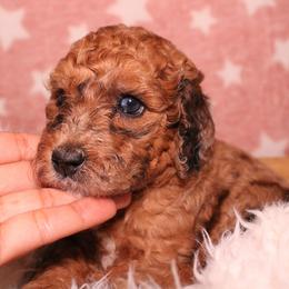 Sable Merle - Merle female Goldendoodle puppy in Grants Pass, Oregon from Oregon Valley Doodles