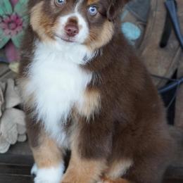 Red Tri Male - Red tri male Miniature Australian Shepherd puppy in Lawton, Oklahoma from Lindsey’s Aussies