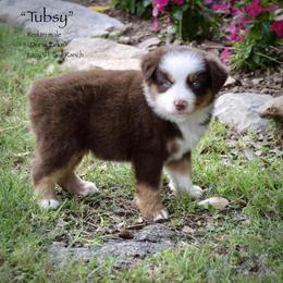 Tubsy - Red tri male Miniature Australian Shepherd puppy in Evant, Texas from Lazy VT Bar Ranch
