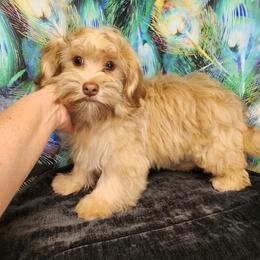 Bailey - Cream female Havanese puppy in Grants Pass, Oregon from Oregon Valley Doodles