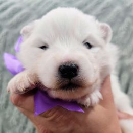 Star - White female Samoyed puppy in Downey, Idaho from Seven Diamond Samoyeds