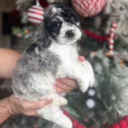 Frankie - Merle male Cockapoo puppy in Floyds Knobs, Indiana from Sweet Tails