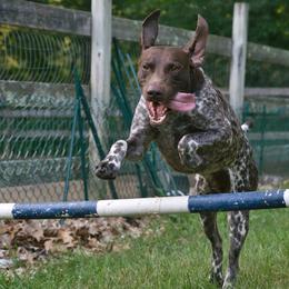 German Shorthaired Pointer All Grown Up from Windward German Shorthaired Pointers
