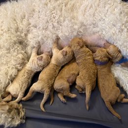 Girl 1 - Red  female Poodle puppy in Fairfield, North Carolina from Leaning T Ranch