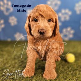 Renegade - Red  male Goldendoodle puppy in Peyton, Colorado from Grace N Faith Doodles