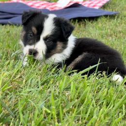Marshall - Tri-color male Border Collie puppy in Dorr, Michigan from Pineview Farm