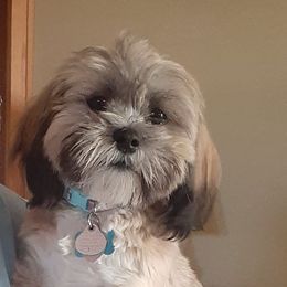 Merida - Lhasa Apso
