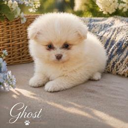 Ghost - Cream parti male Pomeranian puppy in West Sacramento, California from Northern Cali Pomskies