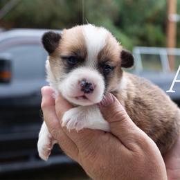 Archie - Red male Pembroke Welsh Corgi puppy in Manchester, Kentucky from Riverside Corgis