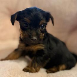 Fallon - Black and tan female Yorkshire Terrier puppy in Iron Mountain, Michigan from Celestial Family Terriers (Yooper Yorkies)