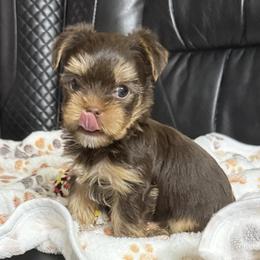 Lucky AKC - Chocolate and tan male Yorkshire Terrier puppy in Labelle, Florida from Chocolate and Parti Yorkies in Florida