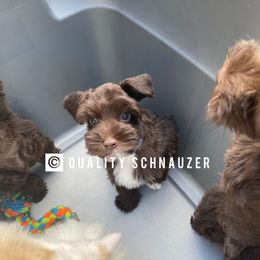Miniature Schnauzer Puppies from Quality Schnauzer