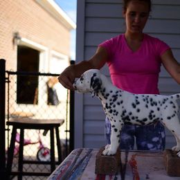 Dalmatian Puppies from CountrySide Dalmatians