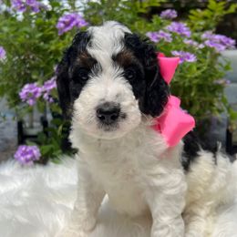 Monica - Tri-color female Bernedoodle puppy in The Woodlands, Texas from Gracie's Goldendoodles and Bernedoodles