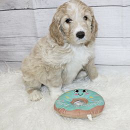 Tan Boy - Black and white Aussiedoodle puppy in Maryland from Alexander Oodles of Doodles