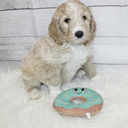 Tan Boy - Black and white Aussiedoodle puppy in Maryland from Alexander Oodles of Doodles