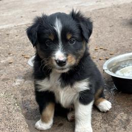 Ringo - Black tri male Miniature Australian Shepherd puppy in North Lakeport, California from Wild Rose Ranch