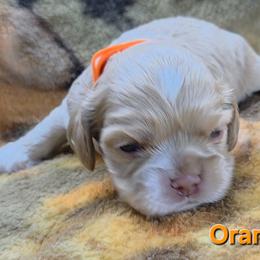 Orange - Buff male Cocker Spaniel puppy in Lebanon, Missouri from Spring Hollow Cocker Spaniels