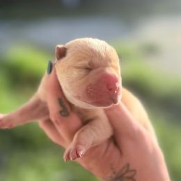 Winnie - Cream female Chinese Shar-Pei puppy in Lehigh Acres, Florida from Florida Wrinkles