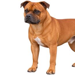 Dorian - Staffordshire Bull Terrier