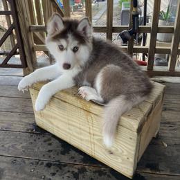 Siberian Husky Puppies from TRUHUSKY SIBERIANS